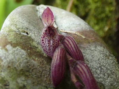 Acianthera pubescens, photographed by Kai Squires