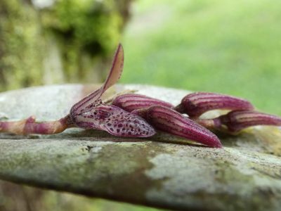 Acianthera pubescens, photographed by Kai Squires