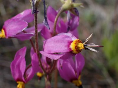 Primula pauciflora, photographed by Shane Johnson