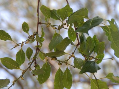 Diospyros virginiana, photographed by Andrew Conboy