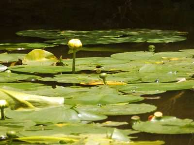 Nuphar advena, photographed by Andrew Conboy