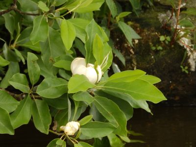 Magnolia virginiana, photographed by Andrew Conboy