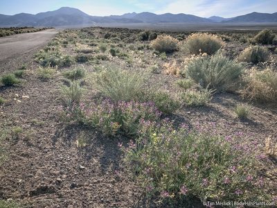 Astragalus lentiginosus