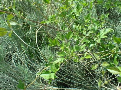 Clematis ligusticifolia