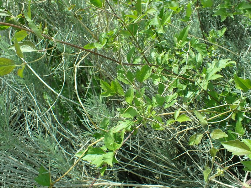 Clematis ligusticifolia, photographed by James H. Thomas