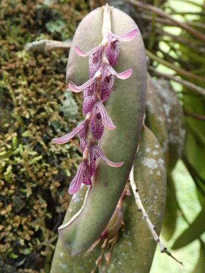 Acianthera pubescens, photographed by Kai Squires