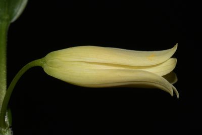 Uvularia puberula, photographed by Brian Finzel