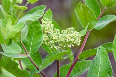 Apocynum cannabinum, photographed by Jay Pruett