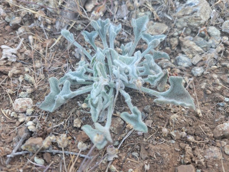 Convolvulus collinus, photographed by Keenan Pepper