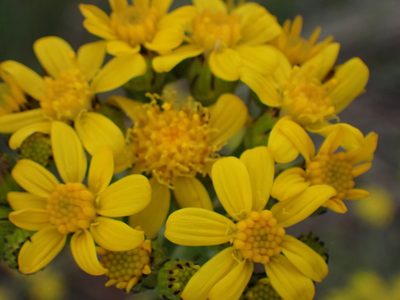 Senecio integerrimus, photographed by Shane Johnson