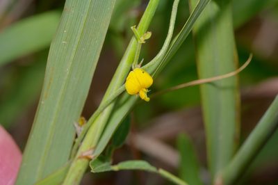 Rhynchosia senna