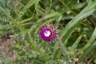 Carduus nutans, photographed by Michelle W. （鍾偉瑋）