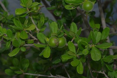 Diospyros texana