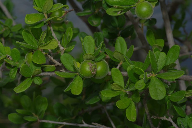 Diospyros texana, photographed by Michelle W. （鍾偉瑋）