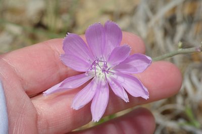 Lygodesmia texana, photographed by Michelle W. （鍾偉瑋）