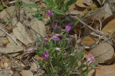 Rhinotropis lindheimeri, photographed by Michelle W. （鍾偉瑋）