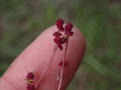 Lithophragma glabrum, photographed by Shane Johnson