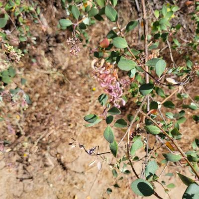Lonicera subspicata