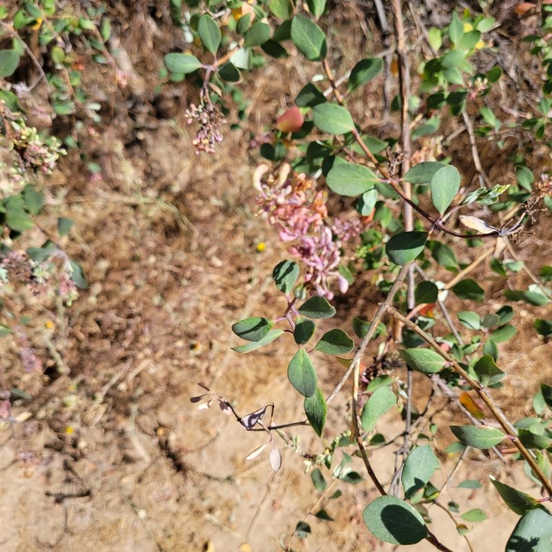 Lonicera subspicata, photographed by Dan Horowitz