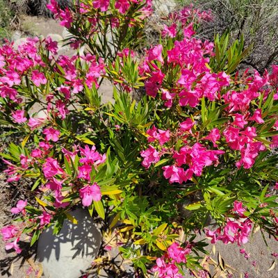 Nerium oleander, photographed by Dan Horowitz