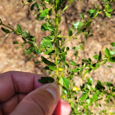 Ceanothus spinosus