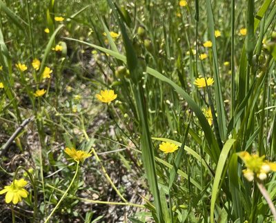 Ranunculus californicus, photographed by Kristen Gregoriev