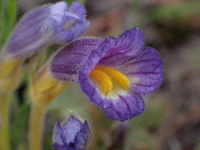 Orobanche uniflora, photographed by Shane Johnson