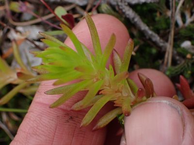 Sedum stenopetalum, photographed by Shane Johnson