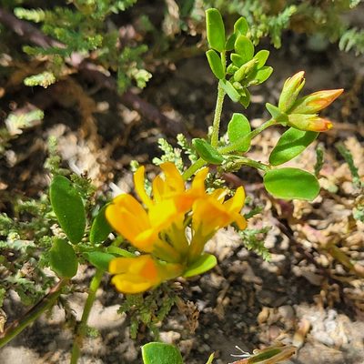 Acmispon maritimus