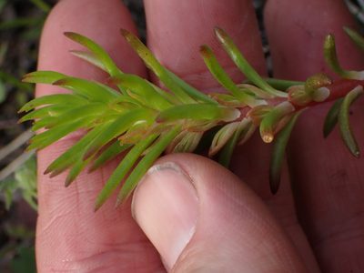 Sedum stenopetalum, photographed by Shane Johnson
