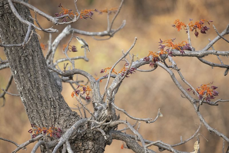 Firmiana colorata, photographed by Kristof Zyskowski