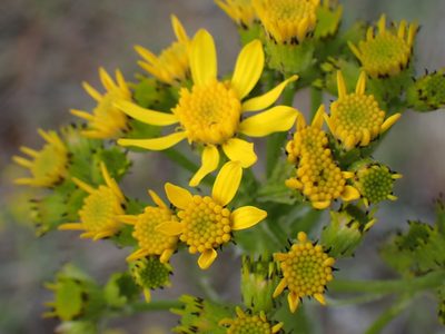 Senecio integerrimus, photographed by Shane Johnson