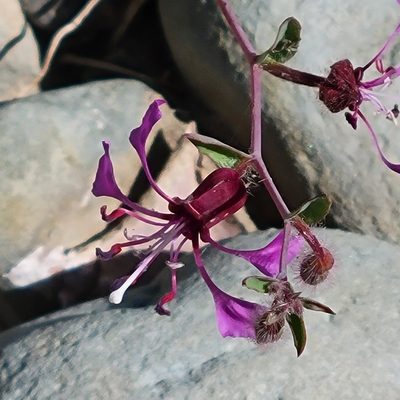 Clarkia unguiculata, photographed by Dan Horowitz