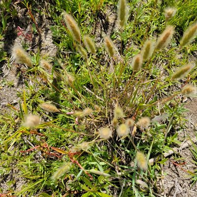 Polypogon monspeliensis, photographed by Dan Horowitz