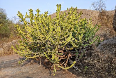 Euphorbia antiquorum, photographed by Kristof Zyskowski