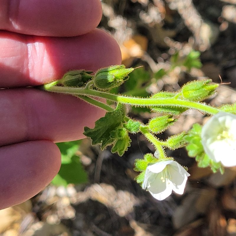 Phacelia viscida, photographed by Dan Horowitz