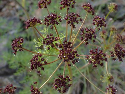 Lomatium multifidum, photographed by Shane Johnson