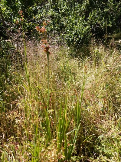 Juncus xiphioides, photographed by Ken-ichi Ueda
