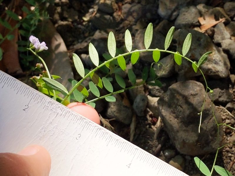 Vicia disperma, photographed by Ken-ichi Ueda