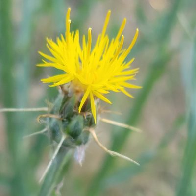 Centaurea solstitialis, photographed by Peter Brastow
