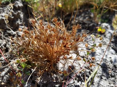Juncus bufonius, photographed by Ken-ichi Ueda