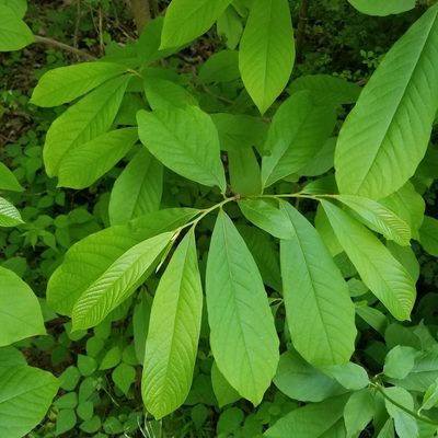 Asimina triloba, photographed by Jack