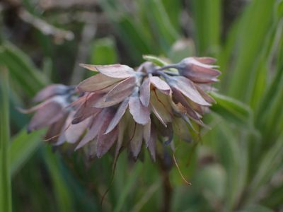 Mertensia longiflora, photographed by Shane Johnson