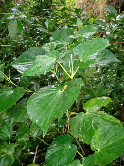 Piper latifolium, photographed by Peter de Lange