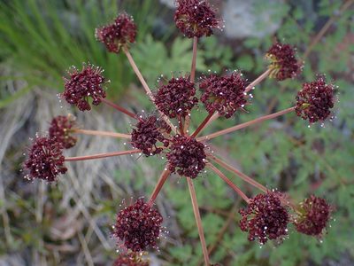 Lomatium multifidum, photographed by Shane Johnson