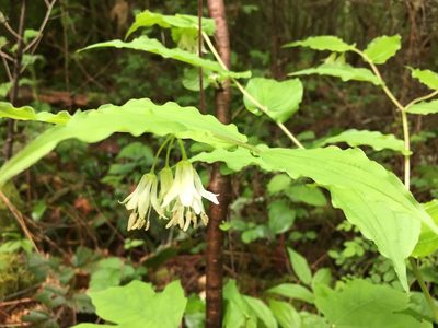 Prosartes hookeri, photographed by Old Goat