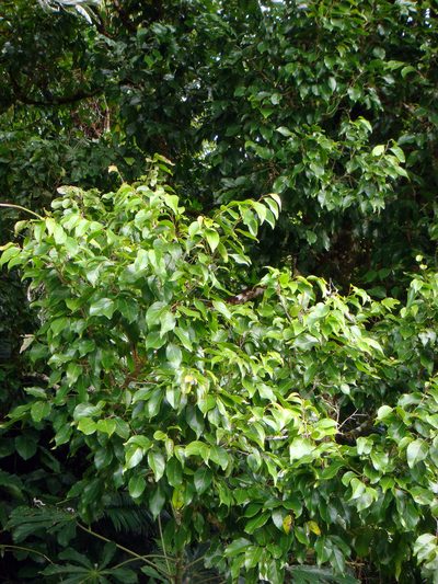 Homalium acuminatum, photographed by Peter de Lange
