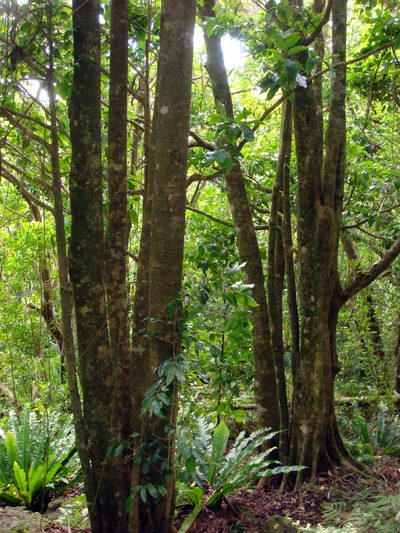 Homalium acuminatum, photographed by Peter de Lange