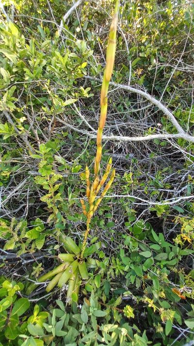 Vriesea rubroviridis, photographed by JG