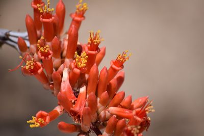 Fouquieria splendens, photographed by velodrome